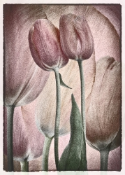 Tulips_1