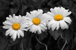 Three daisies