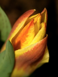 Tulip (macro)